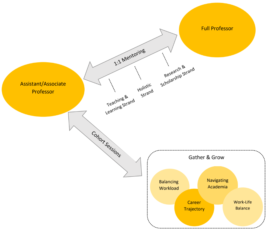 Diagram showing connection points in program: Full Professors mentor Assistant/Associate Professors, mentees engage with cohort sessions